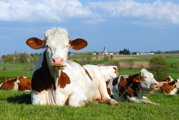 フランスの村の前の牧草地の牛