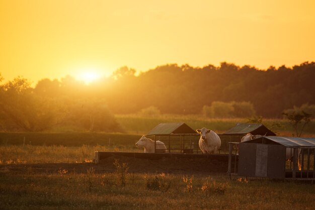 Cows on pasture at sunset backlight