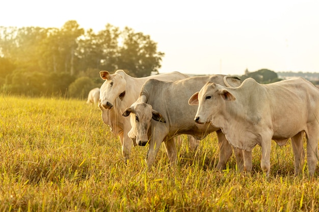 Cows on pasture at sunset.