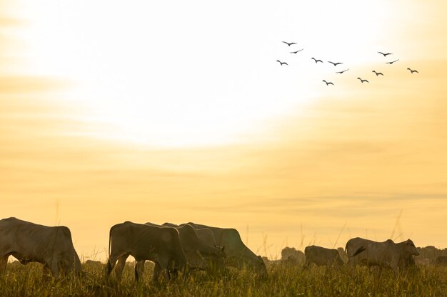 Cows on pasture at sunset.