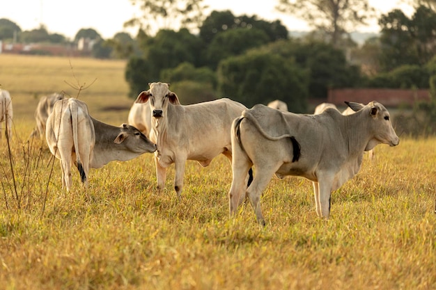 Cows on pasture at sunset