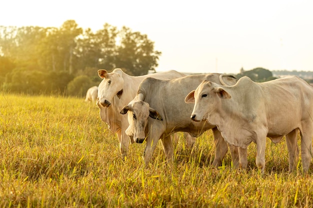 Cows on pasture at sunset