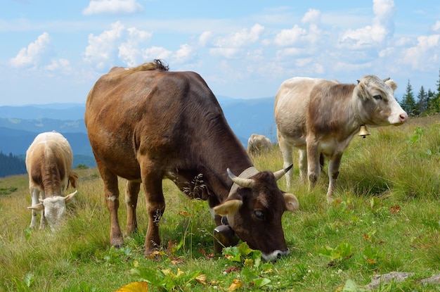 Cows on pasture