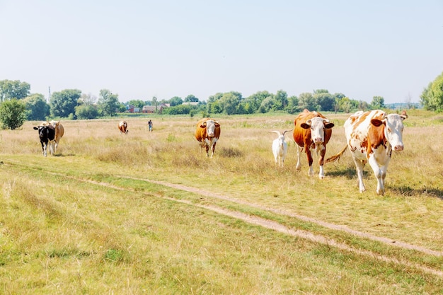 Cows on pasture