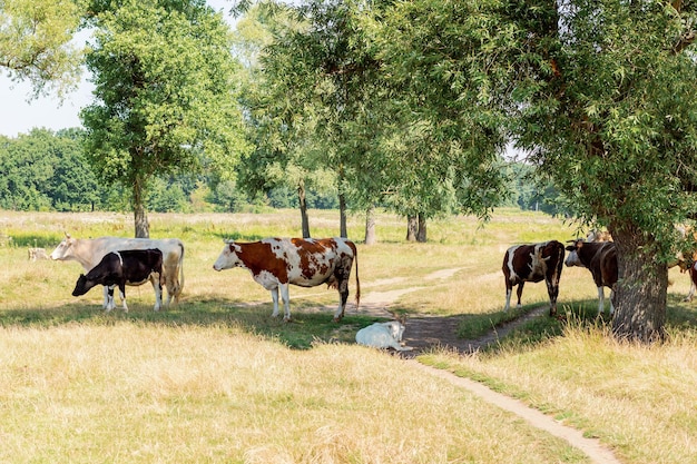 Cows on pasture