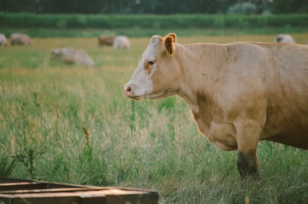 Cows on pasture