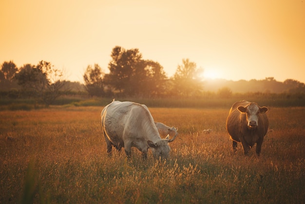 Cows on pasture