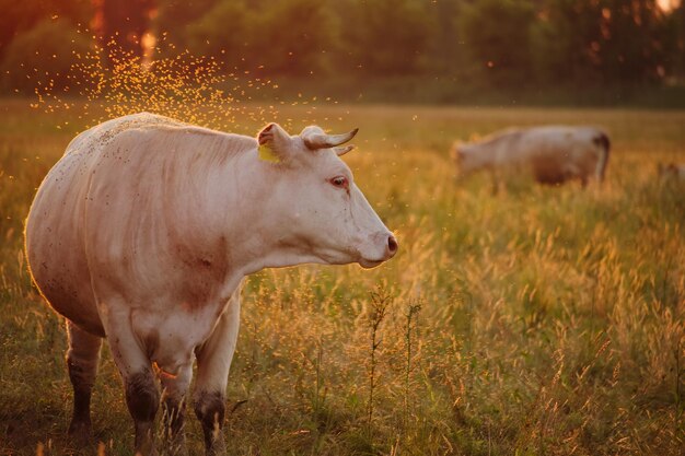 Cows on pasture