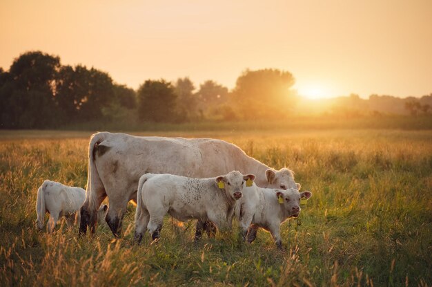 Cows on pasture