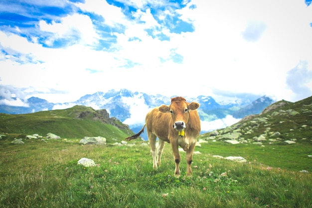 スイスアルプスの牧草地の牛