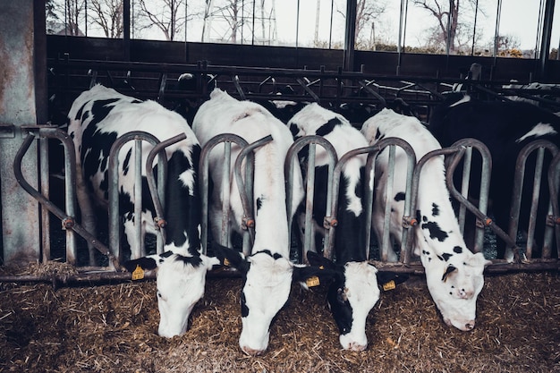 Photo cows in pen