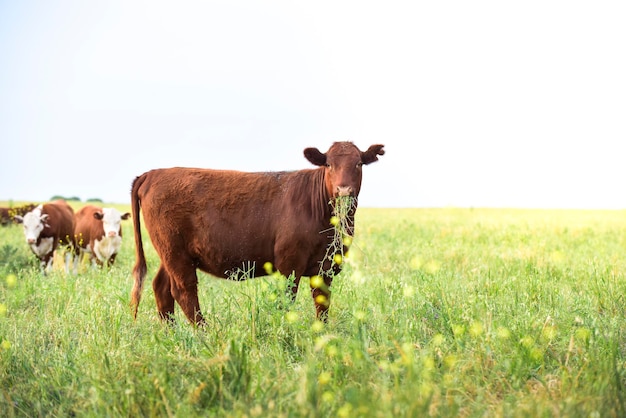 Cows raised with natural grass Argentine meat production