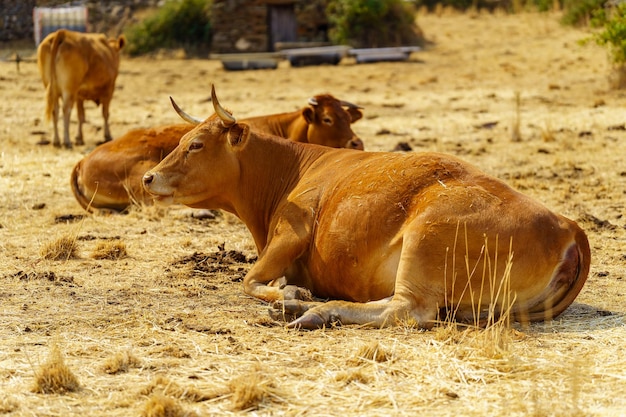 Cows resting in the field on a hot summer day