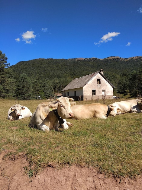 스페인 우에스카 아라곤(Huesca Aragon Spain) 헤초(Hecho) 산악 마을 외부 풀밭에서 쉬고 있는 소들