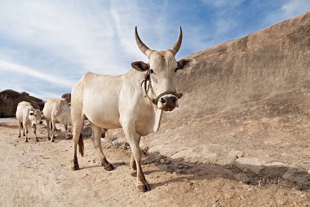 Cows on the road