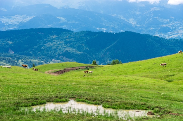 Cows running in the mountains of Artvin, Turkey