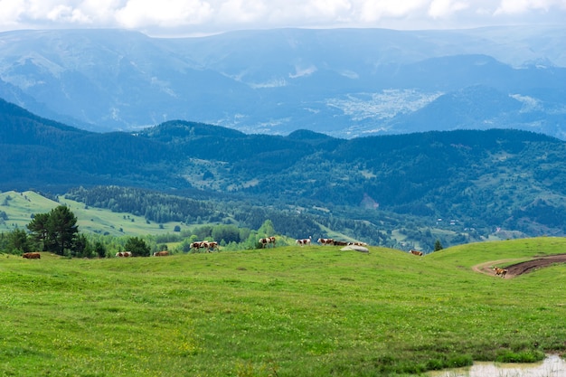 Cows running in the mountains of Artvin, Turkey