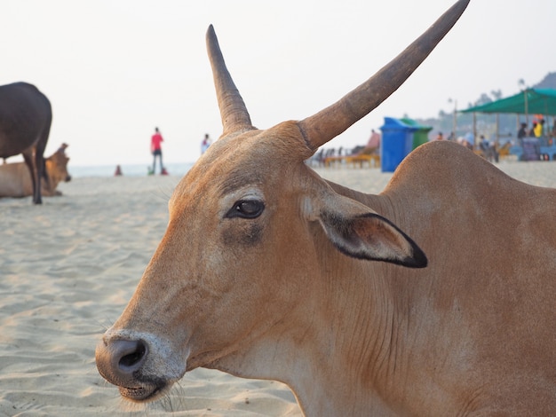 Cows on a sandy beach in the Indian state of Goa