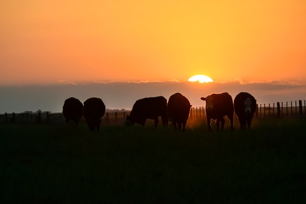 ラ・パンパ・パタゴニア・アルゼンチンを放牧する牛のシルエット
