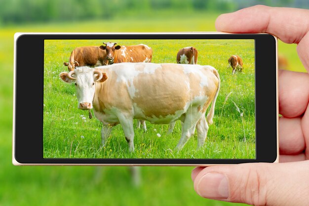 Cows on the smartphone screen. Summer pet on the farm.