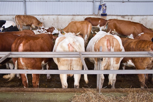 Cows stand in a row with their backs turned in cowshed. Farm animals.