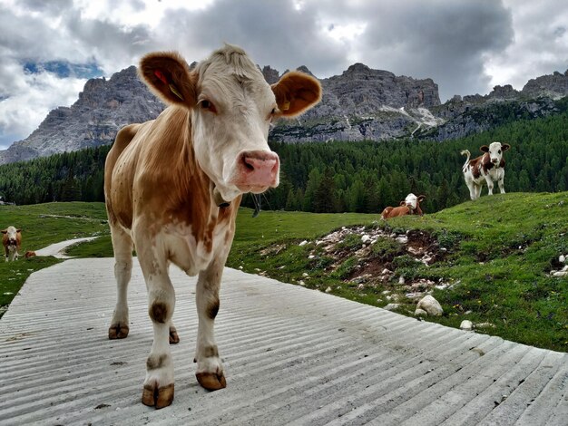 Photo cows standing in the alps mountains italian dolomites