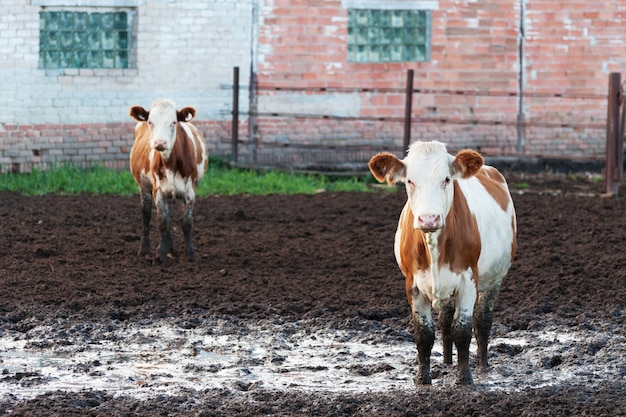 Cows standing in the dirt on a cattle farm.