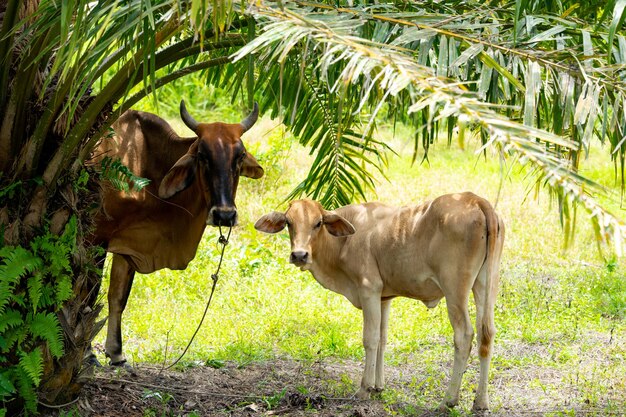 Cows standing in a farm