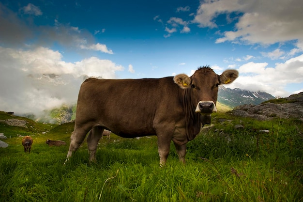 Foto le mucche in piedi sul campo contro il cielo