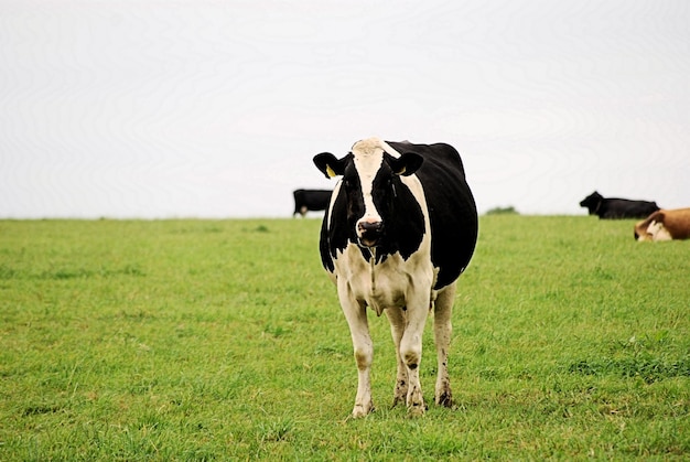 cows standing on field against sky