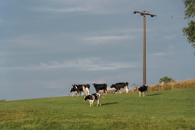 Cows standing on field against sky