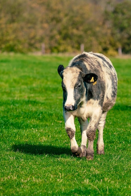 Cows standing in field portrait