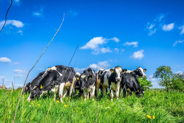 Cows standing in a field