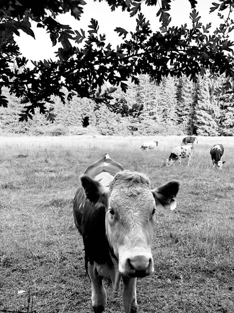 Photo cows standing in a field