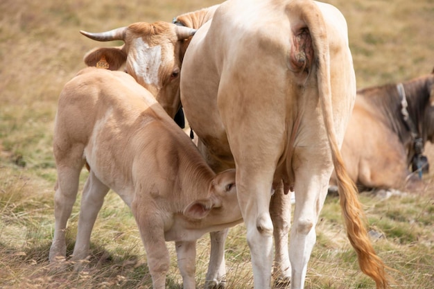 Foto le mucche in piedi in un campo