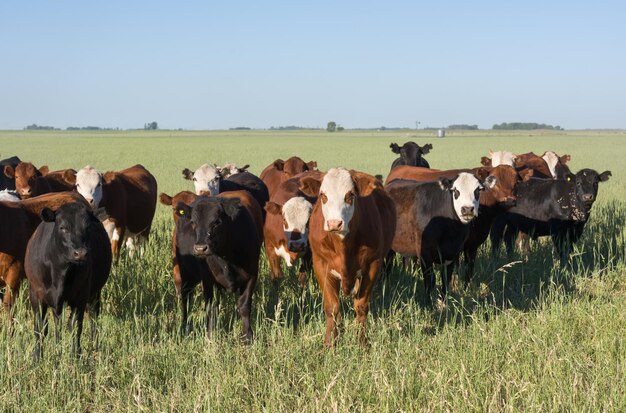 Cows standing in field