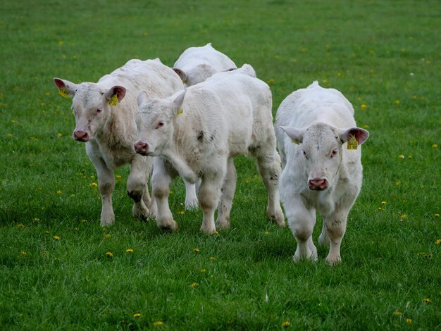 Cows standing in a field