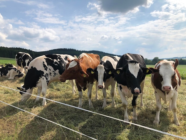 Foto le mucche in piedi in un campo