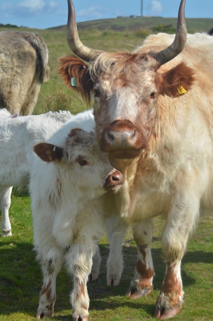 Foto le mucche in piedi in un campo