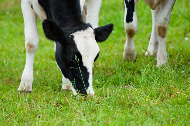 Photo cows standing in field