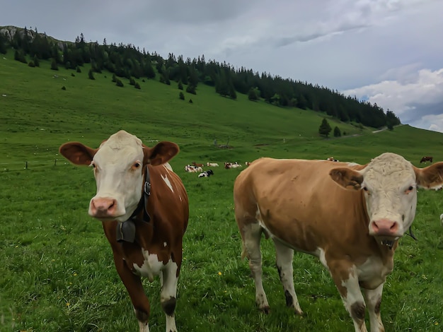 Cows standing in a field