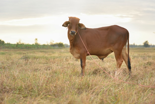 The cows Standing in the fields at sunrise and the beautiful sky