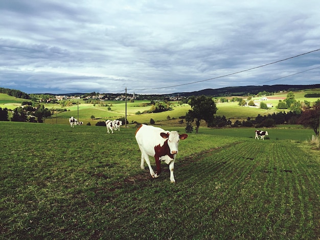 Коровы стоят на травяном поле на фоне облачного неба