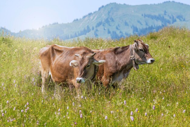 Cows standing on grassy field