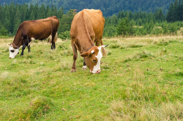 Cows standing on green field with mountains and eating grass Carpathians background