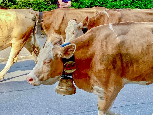 Cows standing in a horse