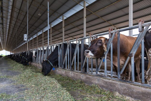 Foto le mucche in piedi in un capanno