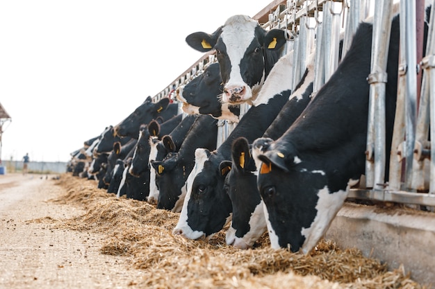 Photo cows standing in a stall and eating hay