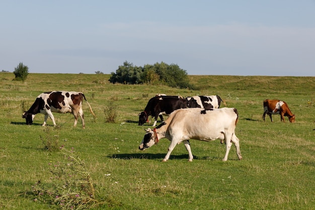 Photo cows in the summer on the grass. cows graze.