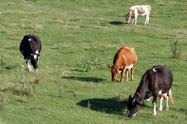 Foto mucche in estate sull'erba. le mucche pascolano.